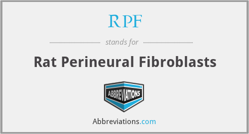 RPF - Rat Perineural Fibroblasts