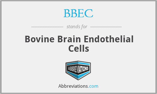 BBEC - Bovine Brain Endothelial Cells