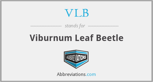 VLB - Viburnum Leaf Beetle