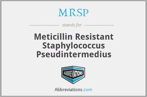 MRSP - Meticillin Resistant Staphylococcus Pseudintermedius
