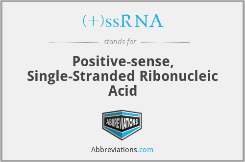 (+)ssRNA - Positive-sense, Single-Stranded Ribonucleic Acid