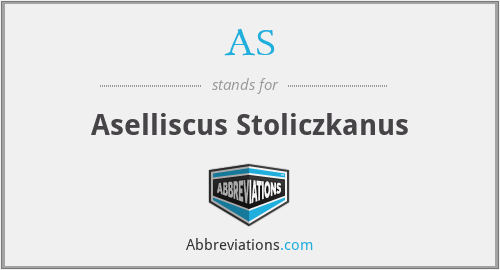 AS - Aselliscus Stoliczkanus