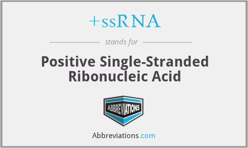 +ssRNA - Positive Single-Stranded Ribonucleic Acid