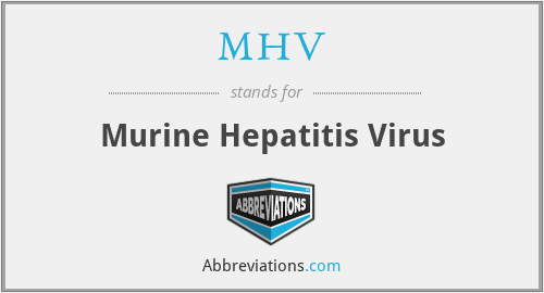 MHV - Murine Hepatitis Virus