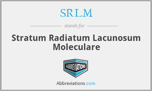 SRLM - Stratum Radiatum Lacunosum Moleculare