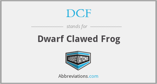 DCF - Dwarf Clawed Frog