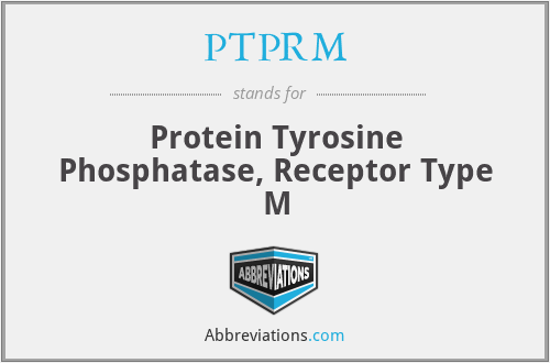 PTPRM - Protein Tyrosine Phosphatase, Receptor Type M