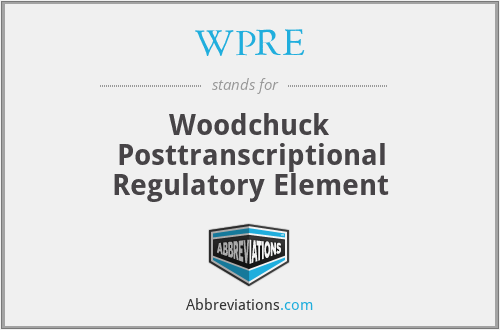WPRE - Woodchuck Posttranscriptional Regulatory Element