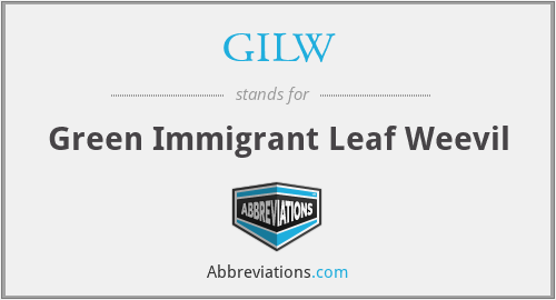 GILW - Green Immigrant Leaf Weevil