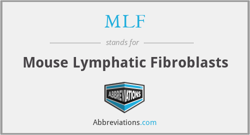 MLF - Mouse Lymphatic Fibroblasts