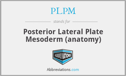 PLPM - Posterior Lateral Plate Mesoderm (anatomy)