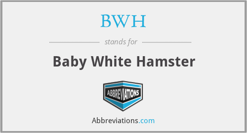 BWH - Baby White Hamster