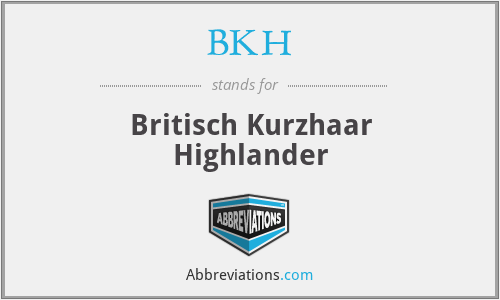 BKH - Britisch Kurzhaar Highlander