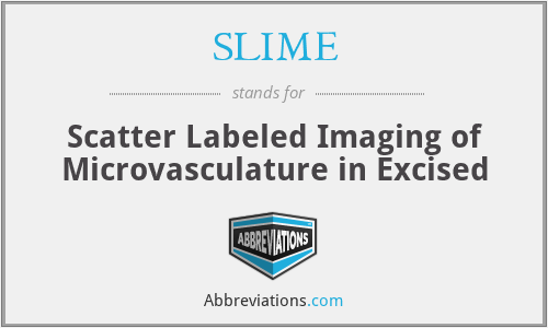 SLIME - Scatter Labeled Imaging of Microvasculature in Excised