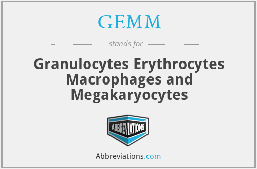 GEMM - Granulocytes Erythrocytes Macrophages and Megakaryocytes
