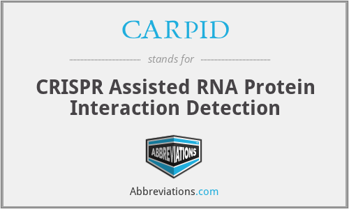 CARPID - CRISPR Assisted RNA Protein Interaction Detection