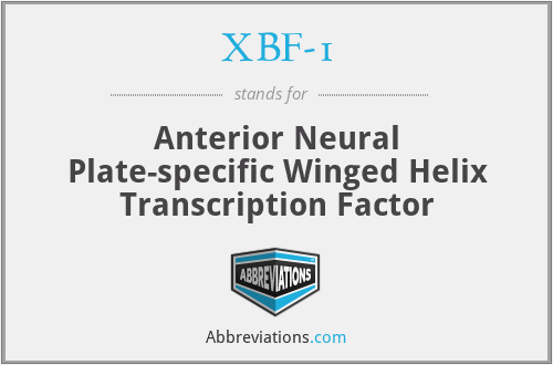 XBF-1 - Anterior Neural Plate-specific Winged Helix Transcription Factor