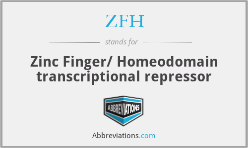 ZFH - Zinc Finger/ Homeodomain transcriptional repressor