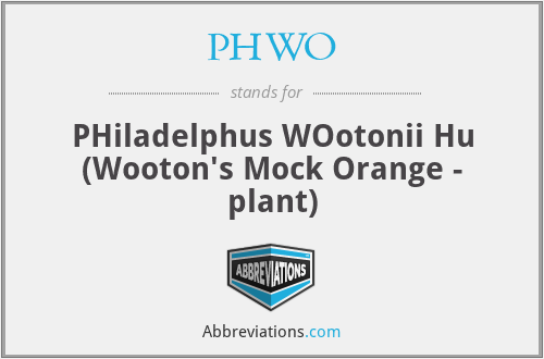PHWO - PHiladelphus WOotonii Hu (Wooton's Mock Orange - plant)