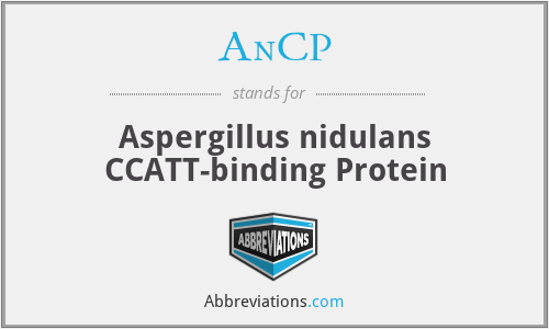AnCP - Aspergillus nidulans CCATT-binding Protein