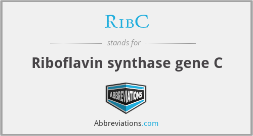 RibC - Riboflavin synthase gene C