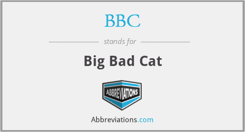 BBC - Big Bad Cat
