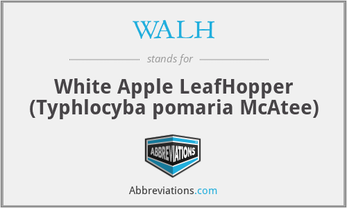 WALH - White Apple LeafHopper (Typhlocyba pomaria McAtee)