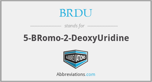 BRDU - 5-BRomo-2-DeoxyUridine
