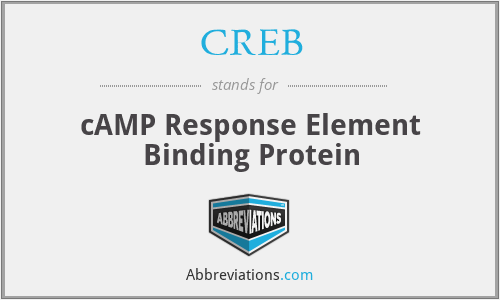 CREB - cAMP Response Element Binding Protein