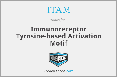 ITAM - Immunoreceptor Tyrosine-based Activation Motif