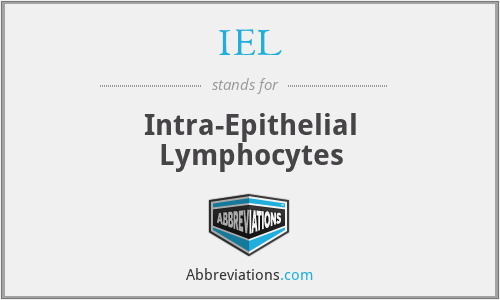 IEL - Intra-Epithelial Lymphocytes